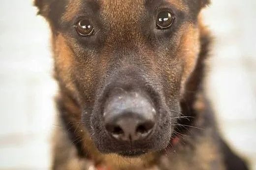 Logan, młodziutki, kochający człowieka mix OWCZAREK NIEMIECKI, Kundelki cała Polska