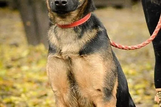 Logan, młodziutki, kochający człowieka mix OWCZARE