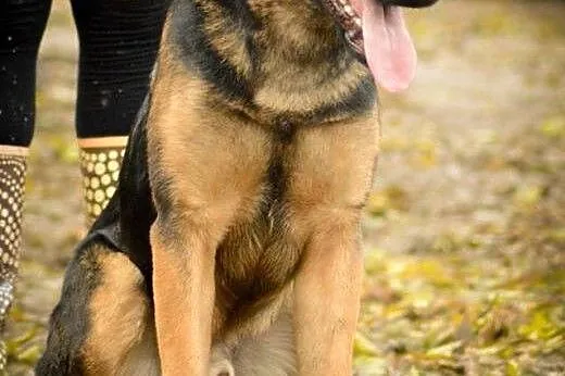 Logan, młodziutki, kochający człowieka mix OWCZARE