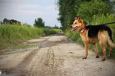 Reks grzeczny pies w typie owczarka.,  podkarpacki