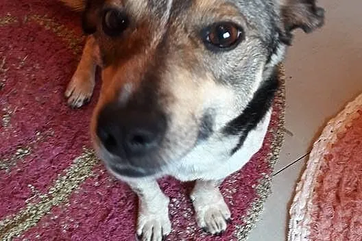 Psikus, młody i nieduży, wpatrzony w człowieka, lu