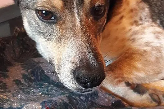 Psikus, młody i nieduży, wpatrzony w człowieka, lu