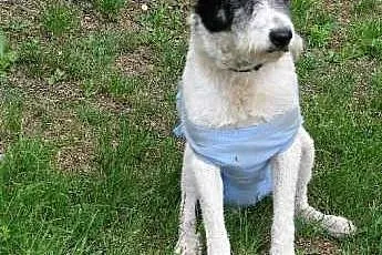 Fila - kochana lecz wystraszona sunia,  śląskie Ka
