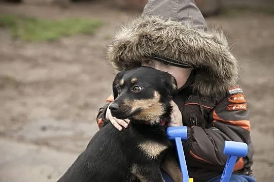 Młodziutka, dzieciolubna suczka, 10 kg maleństwo szuka domu!
