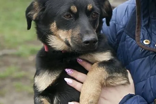 Młodziutka, dzieciolubna suczka, 10 kg maleństwo s