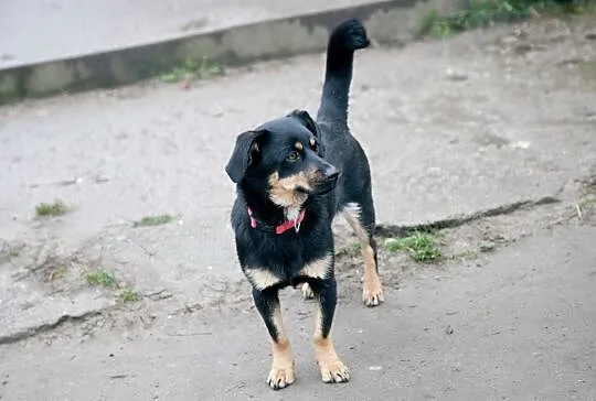 Młodziutka, dzieciolubna suczka, 10 kg maleństwo s