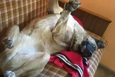 4 letni Marley szuka pilnie kochającego i odpowied