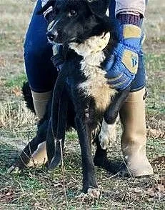 Rokko to młody i przyjazny psiak do adopcji, łód