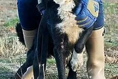 Rokko to młody i przyjazny  psiak do adopcji,  łód