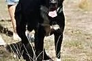 Rokko to młody i przyjazny  psiak do adopcji,  łód