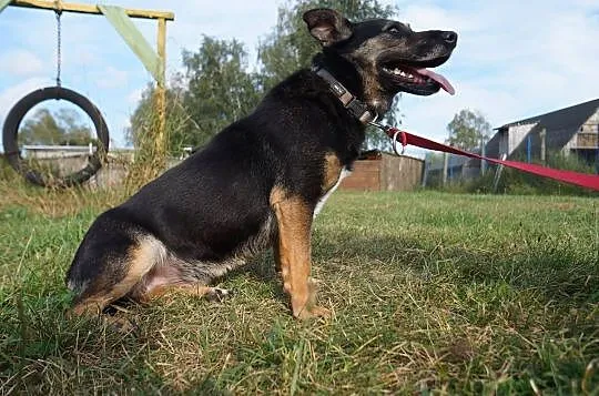 Delikatna Evita czeka na kochającego właściciel