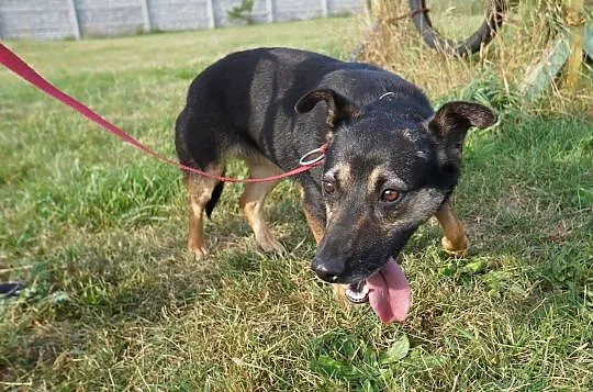 Delikatna Evita czeka na kochającego właściciel, Łódzkie, Łódź