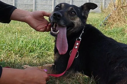 Delikatna Evita czeka na kochającego właściciel, Łódzkie, Łódź