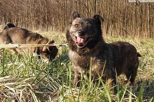 Kochasz pieski zadzwoń 2 cudne aniołki czekają na domek