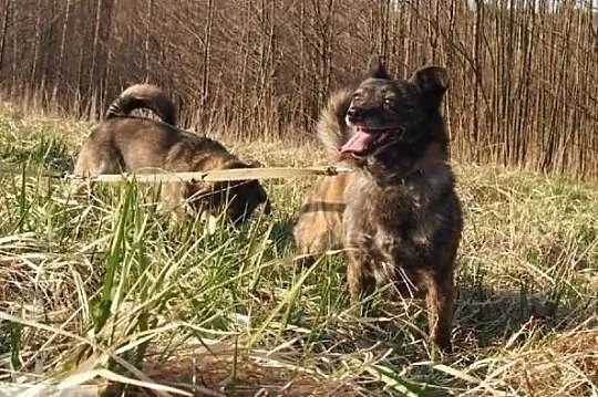 Kochasz pieski zadzwoń 2 cudne aniołki czekają na domek, Podkarpackie, Rzeszów