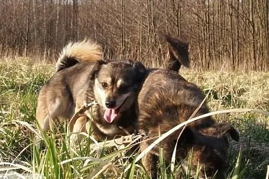 Kochasz pieski zadzwoń 2 cudne aniołki czekają na domek, Podkarpackie, Rzeszów