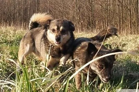 Kochasz pieski zadzwoń 2 cudne aniołki czekają na domek, Podkarpackie, Rzeszów