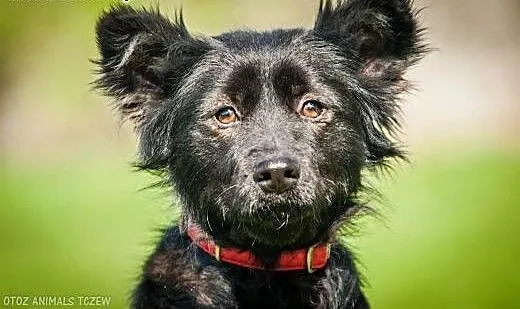 OTOZ Animals - Lilly - nieduża, kochana suczka z w