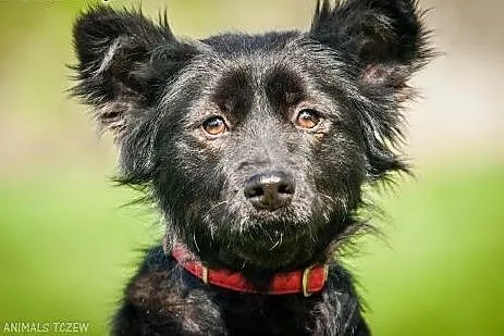 OTOZ Animals - Lilly - nieduża, kochana suczka z w