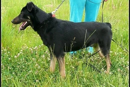 Dyzio marzyciel szuka wspaniałego domu,  mazowieck