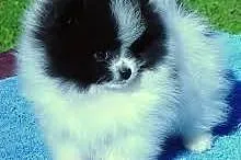 Rasowe Pomeranian Pomorskie Typ Boo