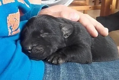 Labradory czarne szczenięta - ZKwP, Rokietnica