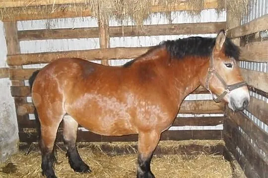 Klacz zimnokrwista gniada 7 lat źrebna na kwiecień