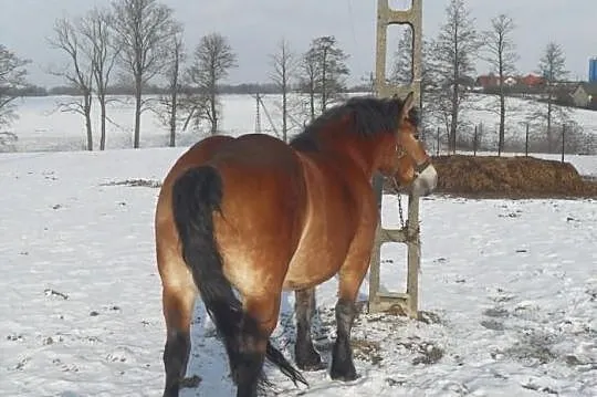 Klacz zimnokrwista gniada 7 lat źrebna na kwiecień