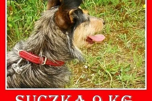 8 kg,aktywna,wesoła,łagodna,towarzyska,mała suczka
