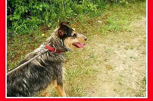 8 kg,aktywna,wesoła,łagodna,towarzyska,mała suczka