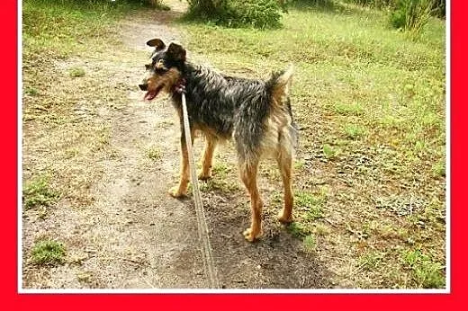 8 kg,aktywna,wesoła,łagodna,towarzyska,mała suczka