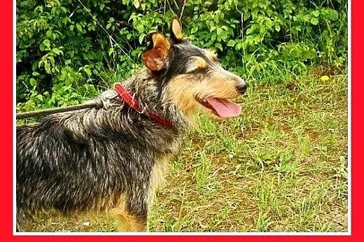 8 kg,aktywna,wesoła,łagodna,towarzyska,mała suczka