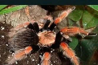 Brachypelma Boehmei samiczka 3DC ptasznik pająk, Podlaskie, Ciechanowiec