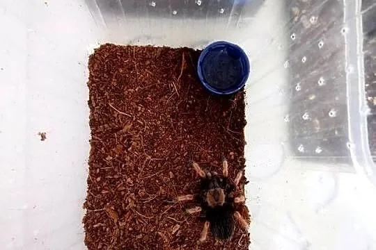 Brachypelma Boehmei samiczka 3DC ptasznik pająk, Podlaskie, Ciechanowiec