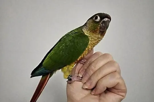 Papuga rudosterka pupil / rudosterki oswojone