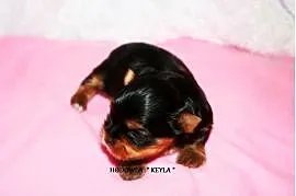 *** Yorkshire Terrier Śliczne Dziewczynki Po Maleńkich Rodzi