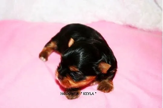 *** Yorkshire Terrier Śliczne Dziewczynki Po Maleńkich Rodzi