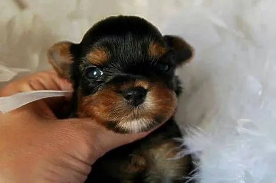 *** Yorkshire Terrier Śliczne Dziewczynki Po Maleńkich Rodzi, Małopolskie, Olkusz