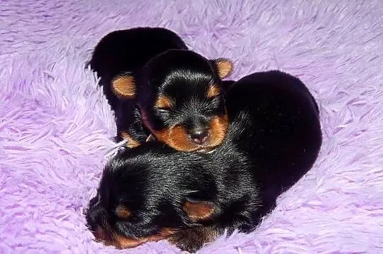 *** Yorkshire Terrier Śliczne Dziewczynki Po Maleńkich Rodzi, Małopolskie, Olkusz