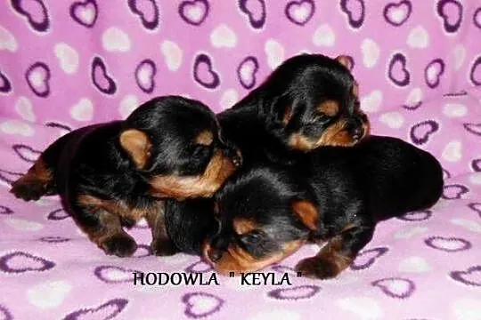 *** Yorkshire Terrier Śliczne Dziewczynki Po Maleńkich Rodzi, Małopolskie, Olkusz