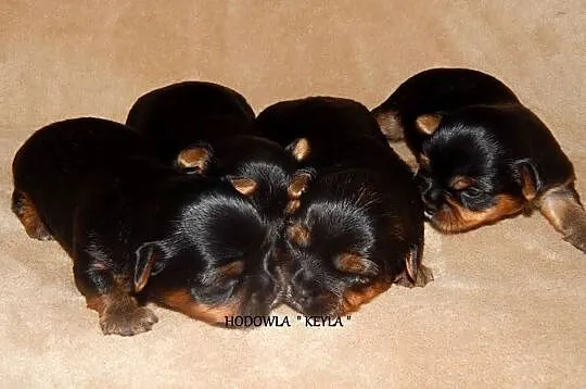 *** Yorkshire Terrier Śliczne Dziewczynki Po Maleńkich Rodzi, Małopolskie, Olkusz