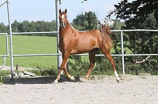 INTERESUJĄCA KLACZ HODOWLANA NA SPRZEDAŻ, , 