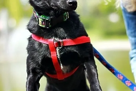 Fajny, młody, przyjacielski psiak! Adopcja z Fundacji!,  mazowieckie Warszawa