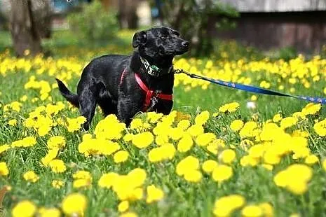 Fajny, młody, przyjacielski psiak! Adopcja z Funda