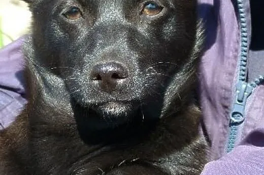 Dusia 4 miesieczna maleńka 4 kg uratowana pilnie s