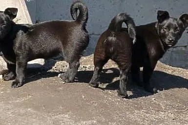Dusia 4 miesieczna maleńka 4 kg uratowana pilnie s