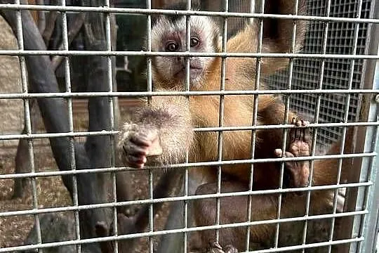 Małpa kapucynka czubata -para, Lubuskie, Krosno Odrzańskie
