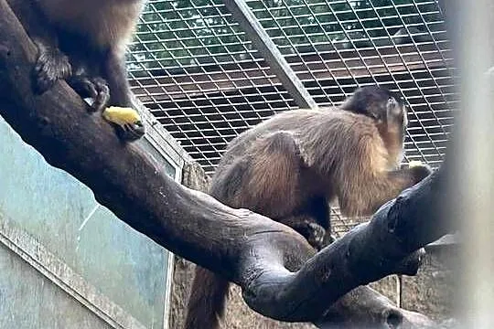 Małpa kapucynka czubata -para, Lubuskie, Krosno Odrzańskie