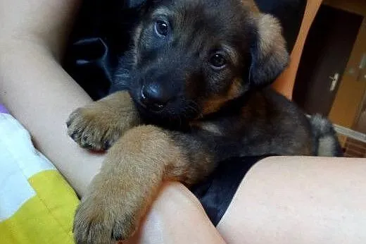 Rezolutny Carmelo szuka domu,  mazowieckie Warszaw