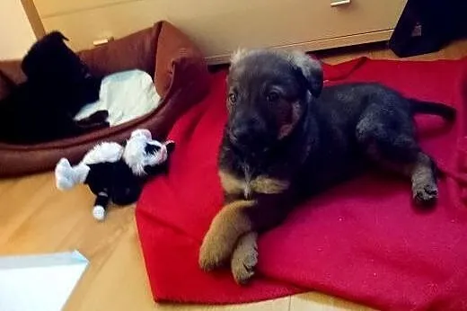 Rezolutny Carmelo szuka domu,  mazowieckie Warszaw